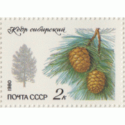 Сибирский кедр. 1980 г.
