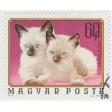 Кошки. 1974 г.