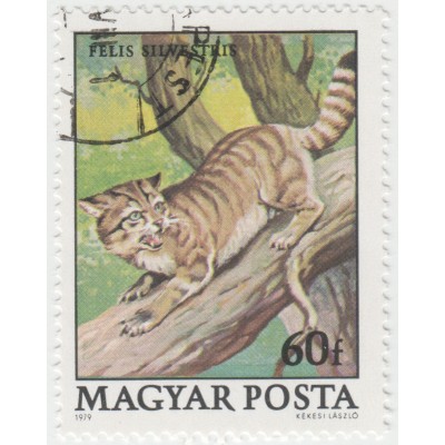 Лесной кот. 1979 г.