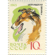 Шотландская овчарка. 1965 г.