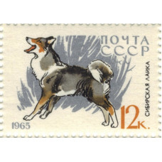 Сибирская лайка. 1965 г.
