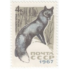 Серебристо-черная лисица. 1967 г.