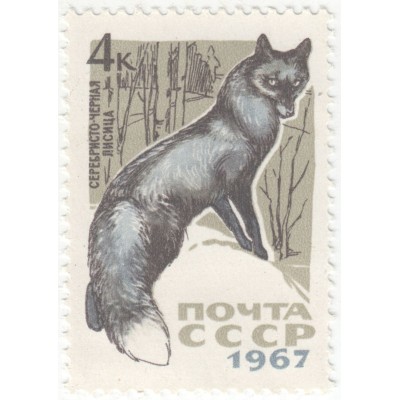 Серебристо-черная лисица. 1967 г.
