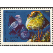 Турухтан. 1975 г.