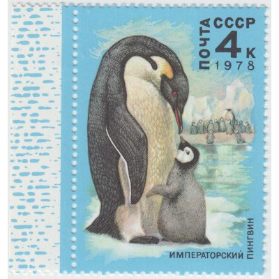 Императорский пингвин. 1978 г.