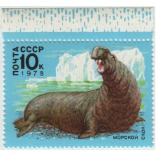 Морской слон. 1978 г.