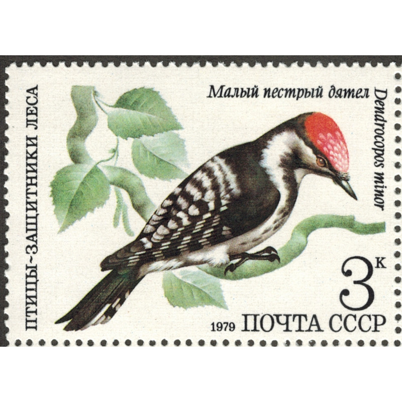 Малый пестрый дятел. 1979 г. Малый пестрый дятел. 1979 г.