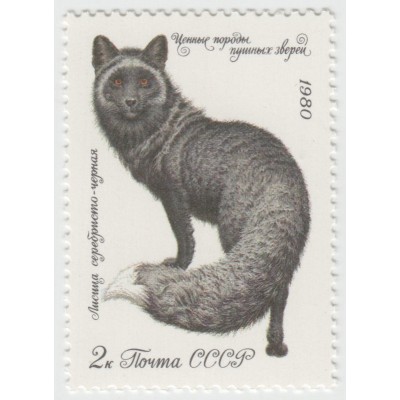 Лисица серебристо-черная. 1980 г.