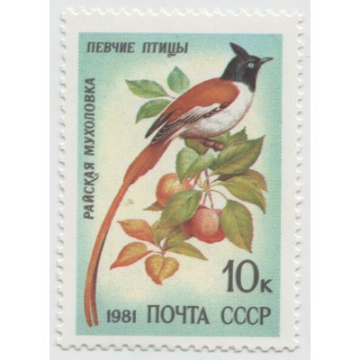 Райская мухоловка 1981 г.