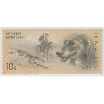 Киргизская борзая. 1988 г.