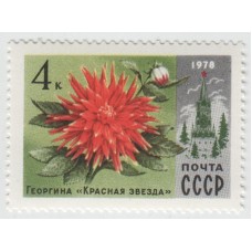 Георгина "Красная звезда" 1978 г.