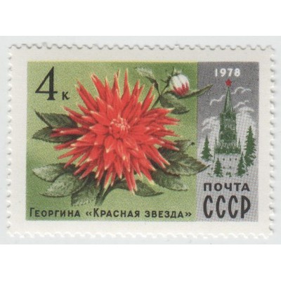Георгина "Красная звезда" 1978 г.