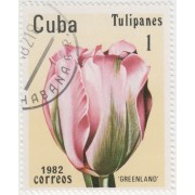 Тюльпаны. 1982 г.