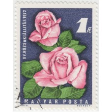 Цветы. Роза. 1972 г.