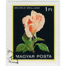 Роза Michele Meilland. 1982 г.