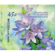 Колокольчик болонский. 2019 г.