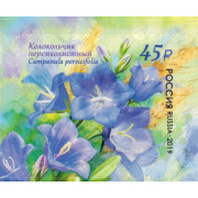 Колокольчик персиколистный. 2019 г.