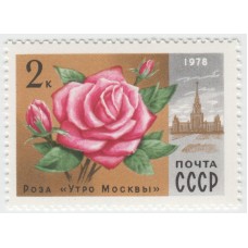 Роза "Утро Москвы" 1978 г.