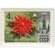 Георгина "Красная звезда". 1978 г.
