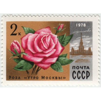 Роза "Утро Москвы". 1978 г.
