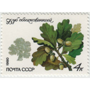 Обыкновенный дуб. 1980 г.
