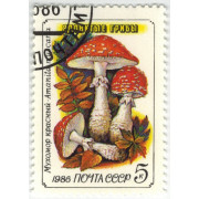 Мухомор красный. 1986 г.