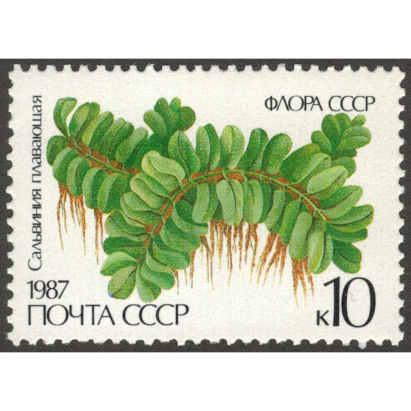 Сальвиния плавающая. 1987 г. Сальвиния плавающая. 1987 г.