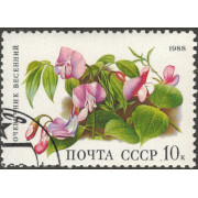Сочевичник весенний. 1988 г