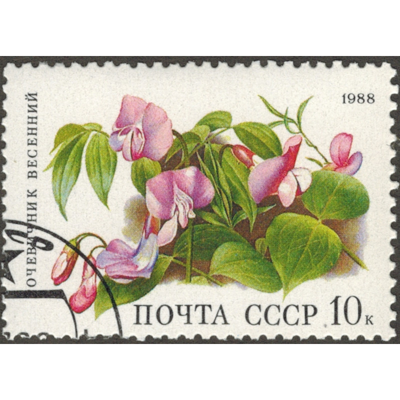 Сочевичник весенний. 1988 г Сочевичник весенний. 1988 г