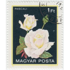 Цветы. Роза Pascali. 1982 г.